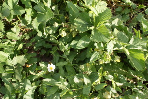 Wilde Erdbeeren - gefunden im Garten unter dem Gras