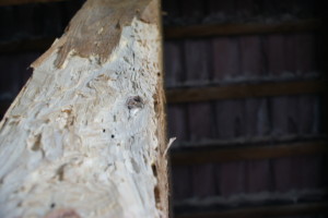 SONY DSC
