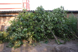 SONY DSC