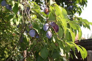 SONY DSC