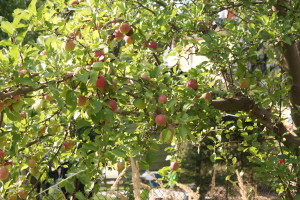 SONY DSC